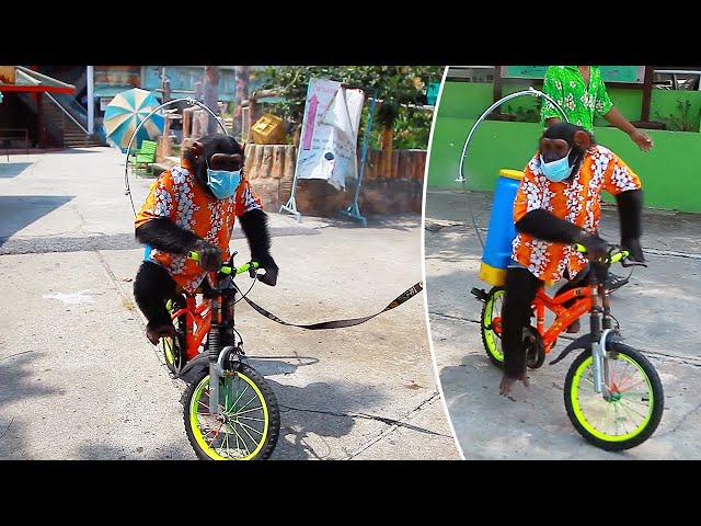 Photo of Chimpancé montado en bicicleta desinfecta las instalaciones de un zoo contra el Covid-19