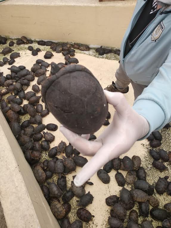 Photo of Traslada Profepa más de 9 mil tortugas a unidades de manejo de Quintana Roo y Yucatán