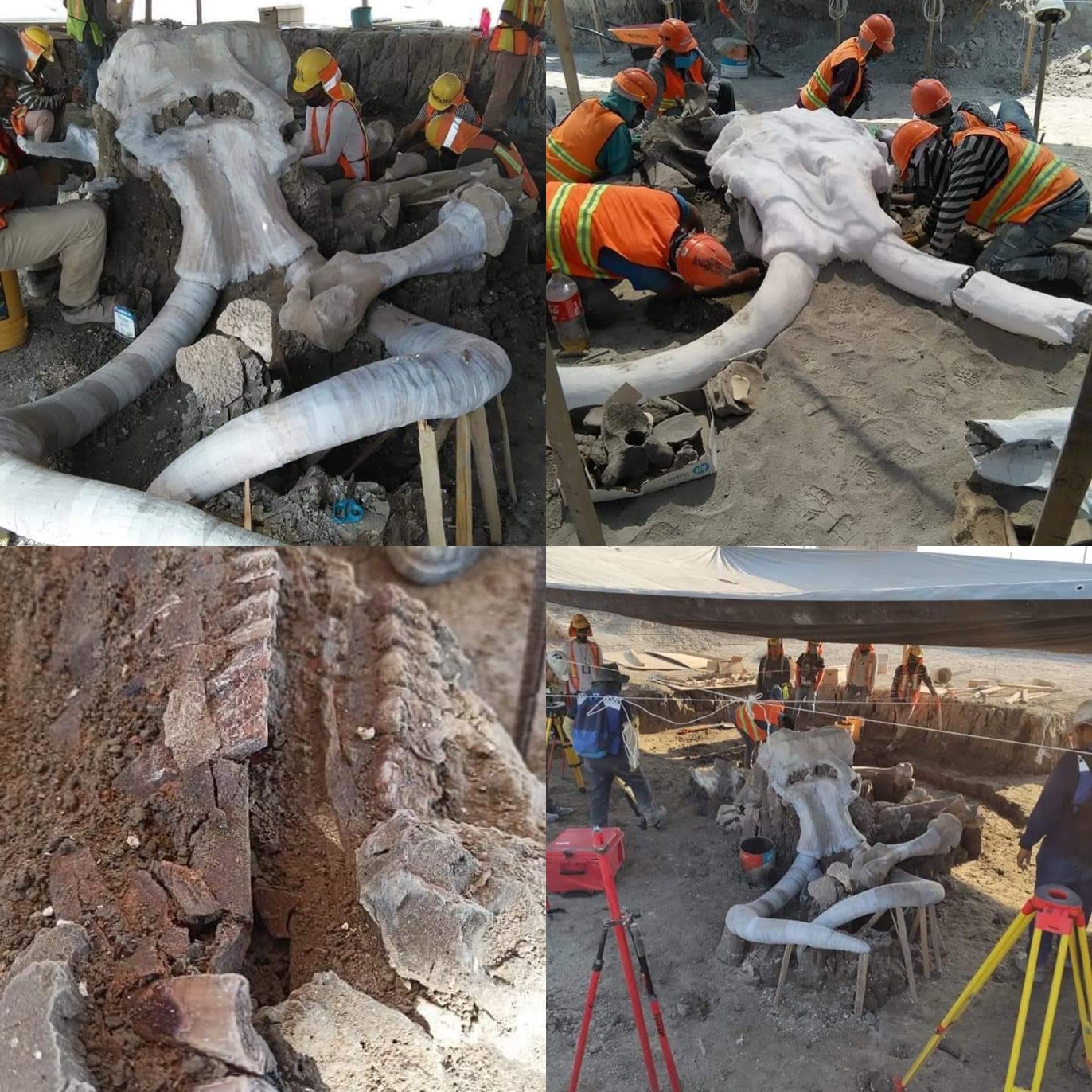 Photo of Hasta ahora han sido hallados restos de 60 mamuts en aeropuerto de Santa Lucía