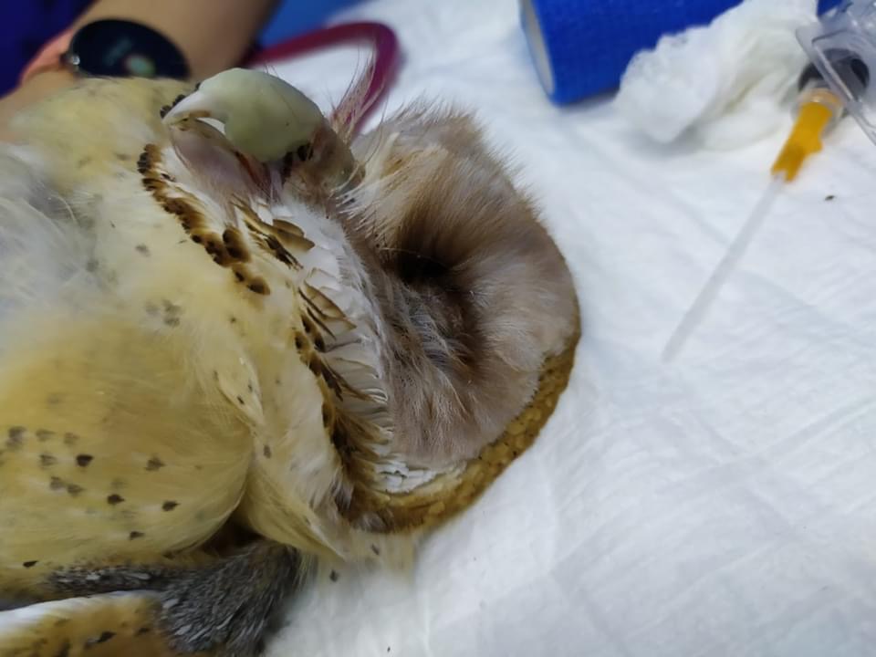 Photo of Muere la lechuza que fue apedreada en Yucatán por ser considerada ave de mal agüero