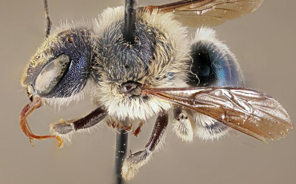 Photo of Increíbles abejas azules que se creían extintas reaparecen en Estados Unidos