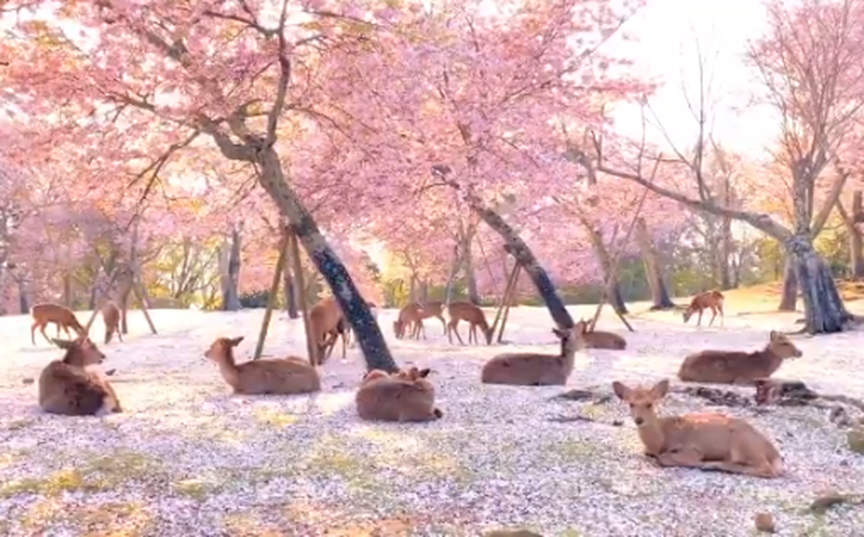 Photo of Ante la ausencia de turistas, ciervos descansan tranquilos bajo cerezos en Japón