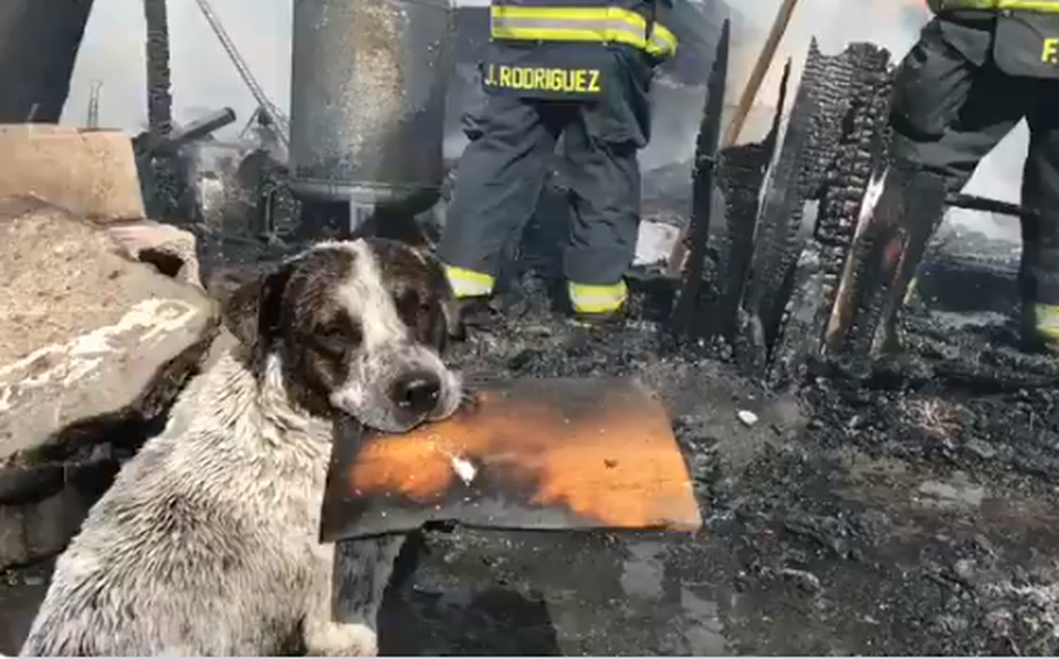Photo of Perrito llora al ver su casa destruída en un incendio en Guadalajara