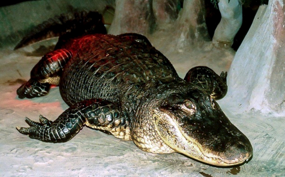 Photo of Murió ‘Saturno’, el caimán que sobrevivió a la Segunda Guerra Mundial
