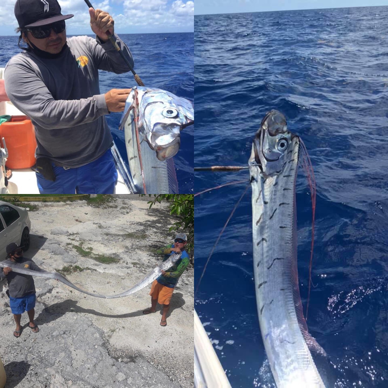 Photo of Aparece en la isla de Cozumel, el pez remo que «anuncia» terremotos y tsunamis