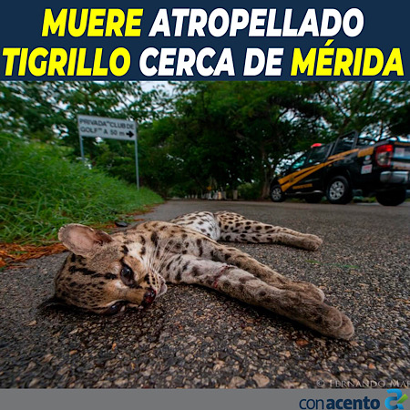 Photo of Atropellan a tigrillo en carretera de Yucatán