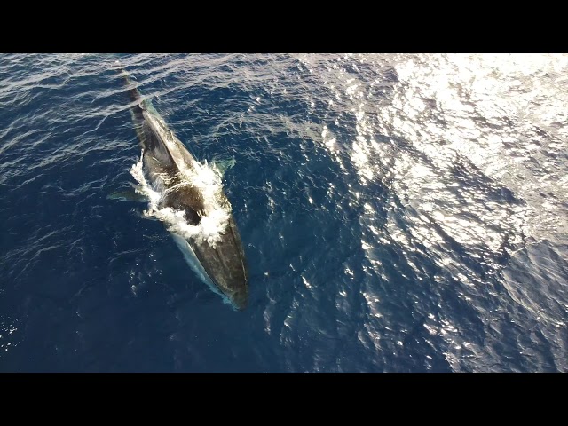 Photo of Avistan en Italia ballena de 20 metros sin cola