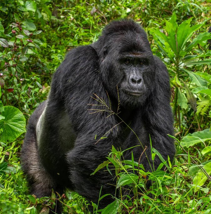 Photo of Cazadores furtivos matan a Rafiki, uno de los últimos gorilas de Uganda