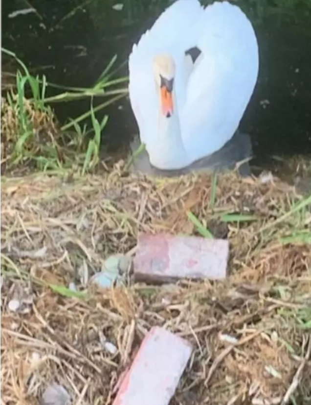 Photo of Jóvenes destruyen nido y huevos de cisne; ave muere con el ‘corazón roto’