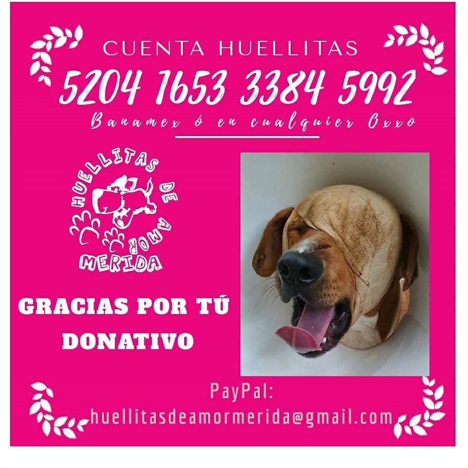 Photo of “Huellitas de Amor” solicita apoyo de los yucatecos para Leo, un perrito macheteado
