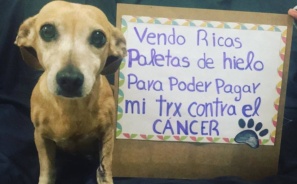 Photo of Perrita ‘vende’ paletas de hielo y cubrebocas para pagar su tratamiento contra el cáncer