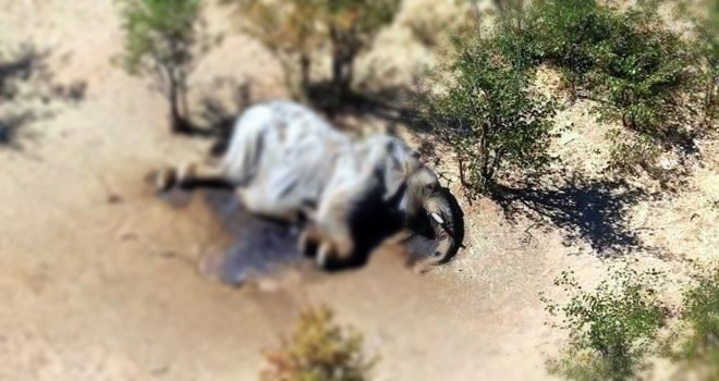 Photo of Muerte de 275 elefantes en África prende alarmas