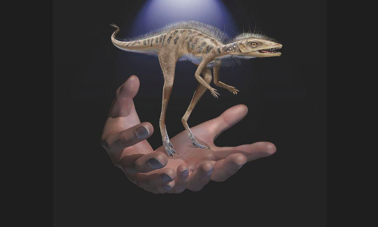 Photo of Descubren fósil de dinosaurio más pequeño que un teléfono celular