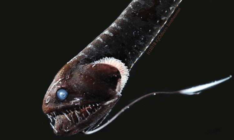 Photo of Descubren peces ultra negros que absorben 99% de luz con su piel
