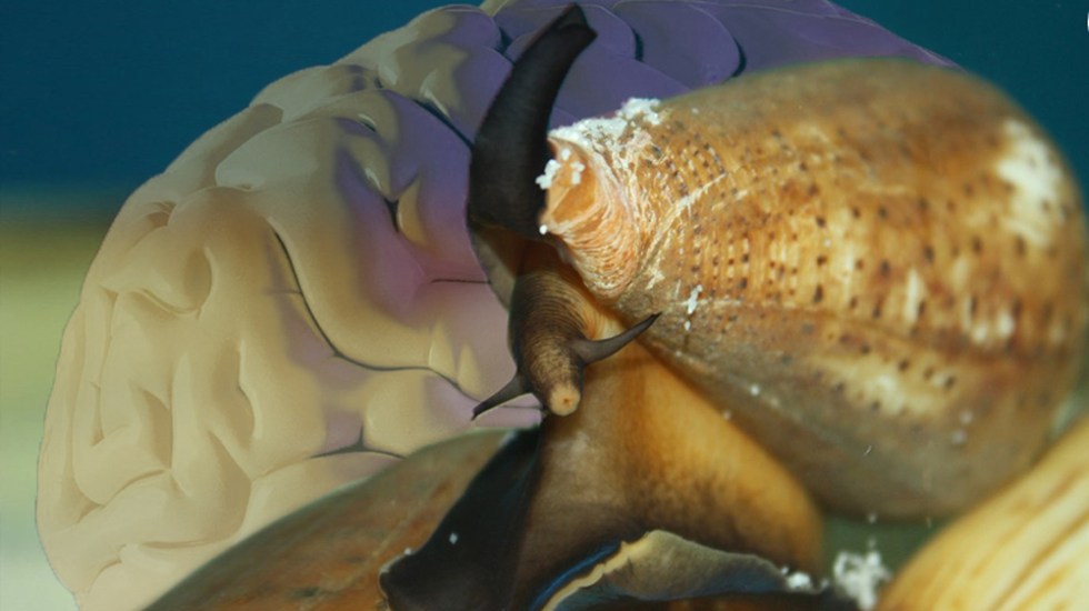 Photo of UNAM estudia el veneno de caracoles marinos contra el dolor crónico