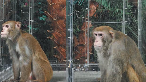 Photo of Monos infectados con el Coronavirus desarrollan inmunidad a corto plazo