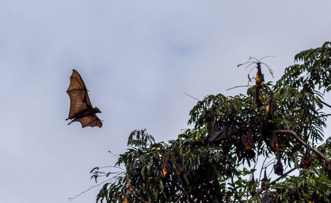 Photo of Conoce el increíble zorro volador, el murciélago más grande del mundo