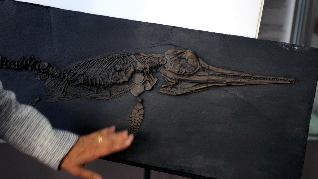 Photo of Fósil de un ictiosaurio hallado en China llevaba otro de un reptil gigante bien conservado en su vientre