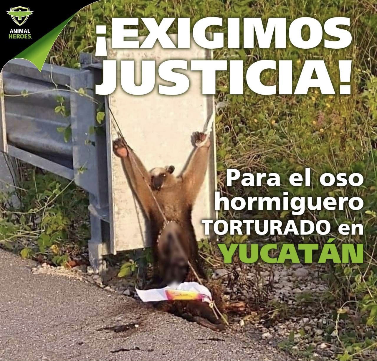 Photo of Exigen justicia por el oso hormiguero torturado en Yucatán