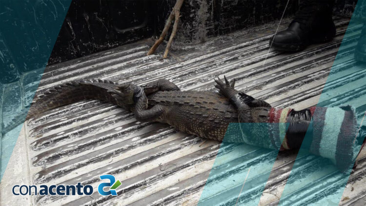 Photo of ¡ Tremendo susto !: se topa con un lagarto