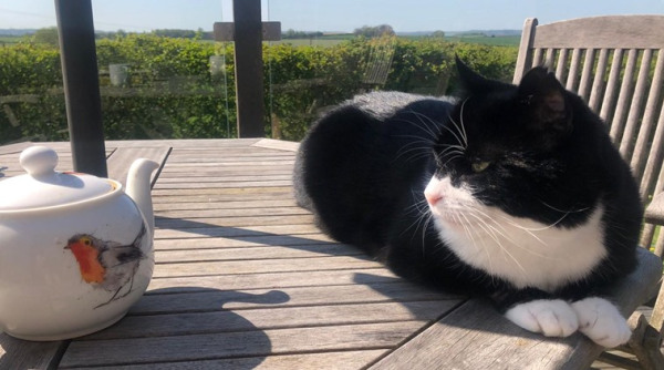 Photo of El gato ‘ratonero jefe’ del servicio diplomático británico Lord Palmerston, se jubila