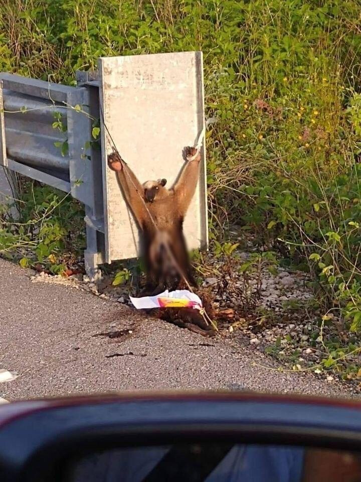 Photo of Nuevo caso de maltrato animal en Yucatán: sacrifican a oso hormiguero