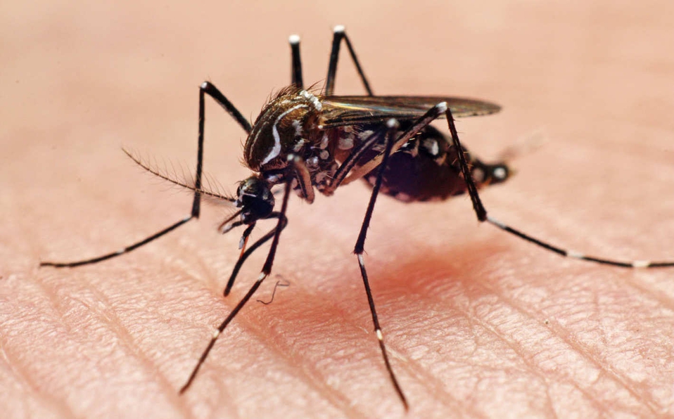 Photo of Florida liberará mosquitos modificados genéticamente para combatir zika y dengue