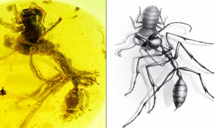 Photo of Descubren fósil de «hormiga asesina»