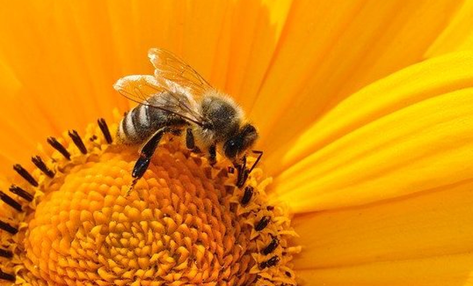 Photo of Estudio revela que veneno de abejas ayuda a atacar células de cáncer de mama