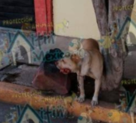 Photo of Pandemia también deja sin hogar a cientos de perritos