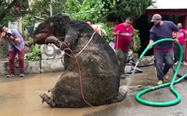 Photo of Encuentran botarga de rata gigante en la basura tras intensas lluvias en CDMX