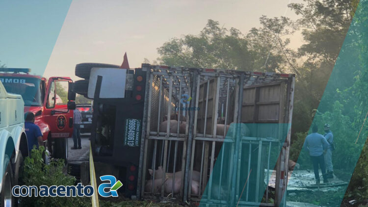 Photo of Cerdos salen disparados al volcar camión