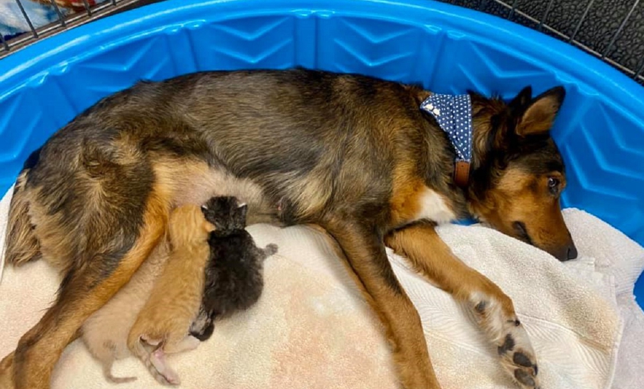 Photo of Tras perder a sus cachorros, perrita se convierte en mamá de tres gatos