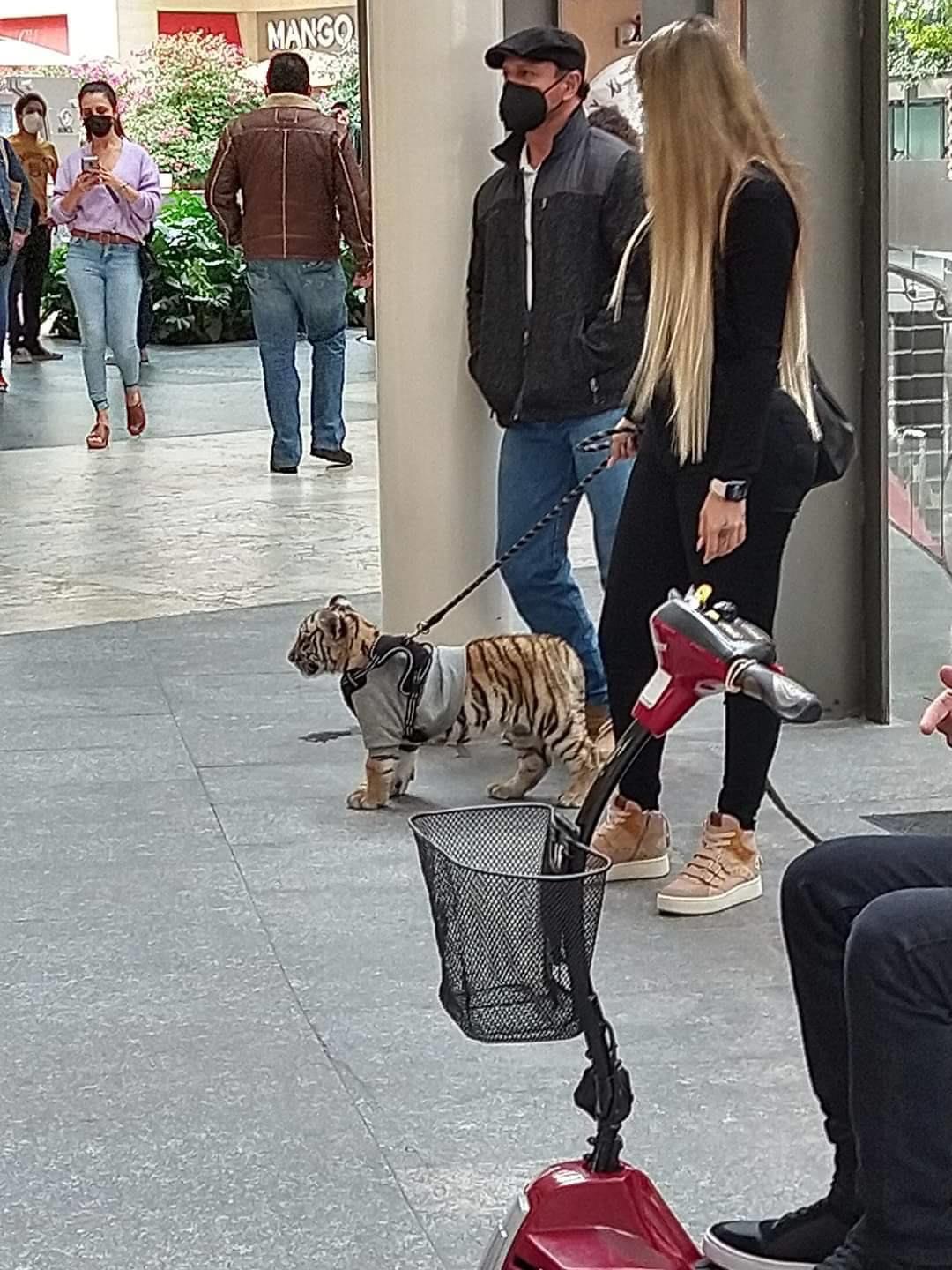 Photo of Mujer pasea a un cachorro de tigre en el centro comercial Antara, en CdMx; la denuncian en redes