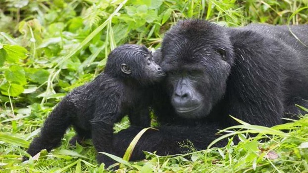 Photo of “Baby boom” de gorilas en Uganda: nacen cinco en seis semanas