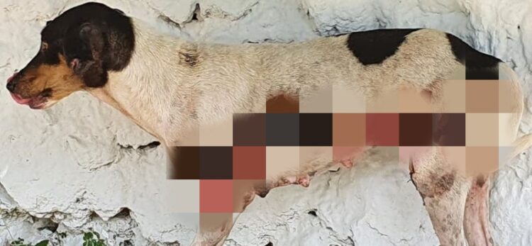 Photo of Denuncian maltrato animal en Chapab