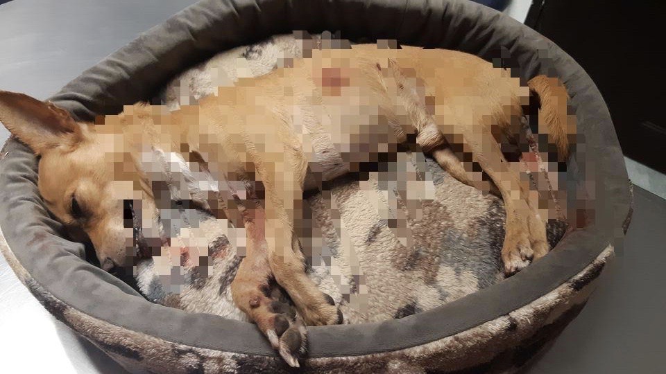 Photo of Se registra en Mérida ataques de perros de raza pitbull