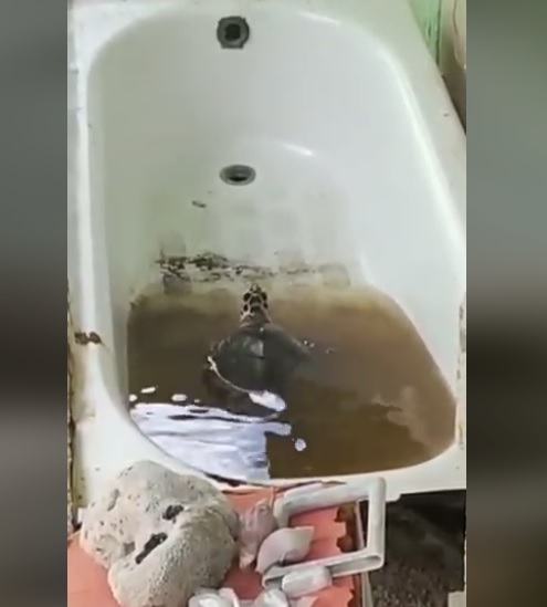 Photo of Rescatan a tortuga de una bañera en Telchac