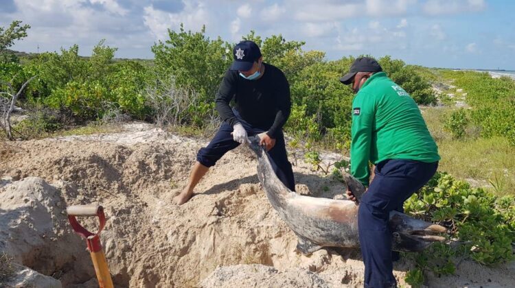 Photo of Recala delfín  muerto en las playas de Progreso