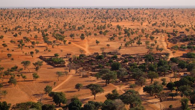 Photo of Descubren Millones de árboles en el Sahara