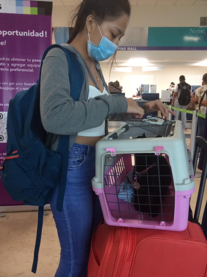 Photo of Aerolínea pierde a gatita; internautas exigen encuentren a “Miel”