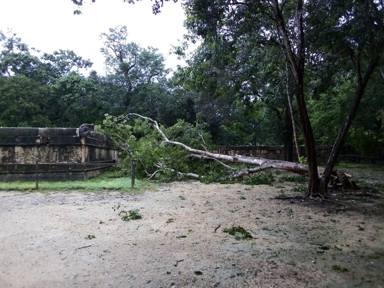 Photo of Gamma dejó a Chichén Itzá sin energía eléctrica y árboles caídos, hoy no abre