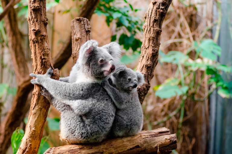 Photo of Una ONG declara al koala “funcionalmente extinto”