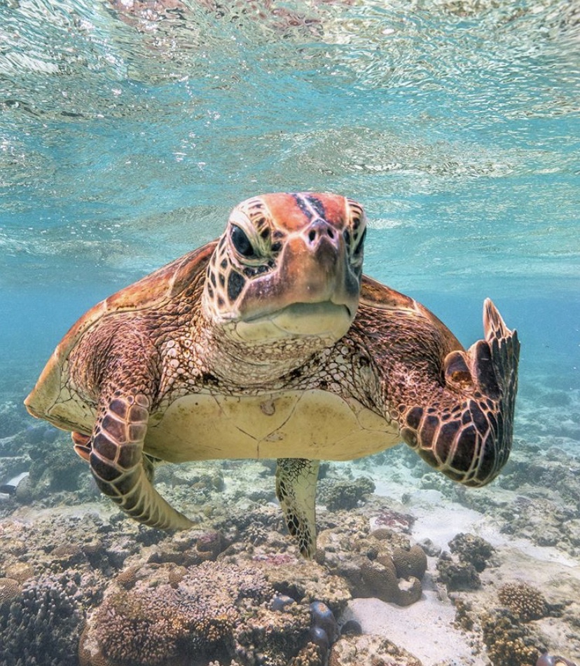 Photo of Tortuga ‘insulta’ a buzo que le tomó una foto bajo el agua