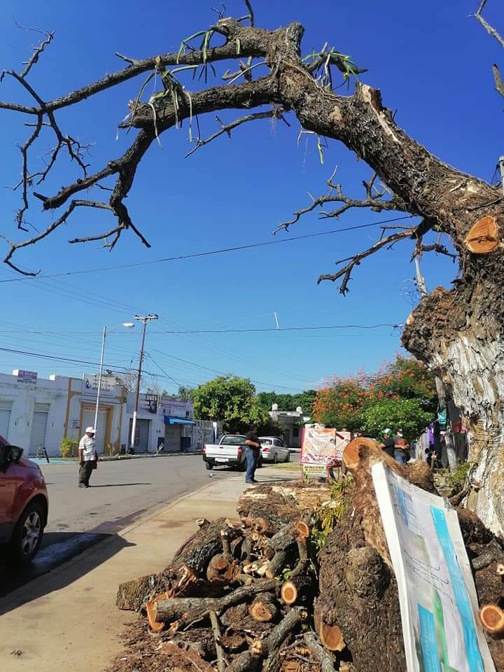 Photo of Emotiva despedida a popular árbol de Mérida