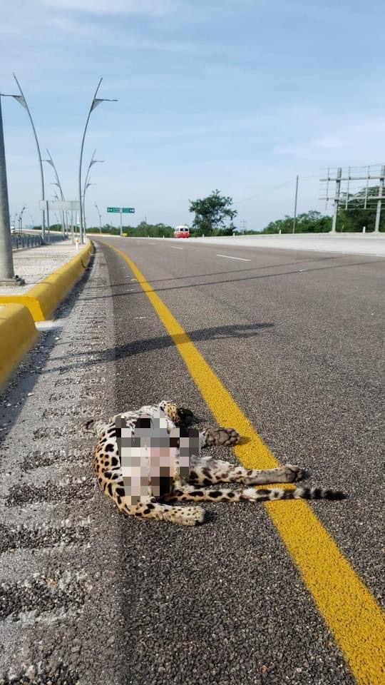 Photo of Muere atropellado jaguar en una carretera de Campeche