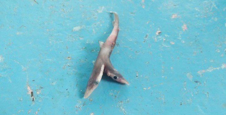 Photo of La pesadilla de muchos: encontraron un tiburón de dos cabezas