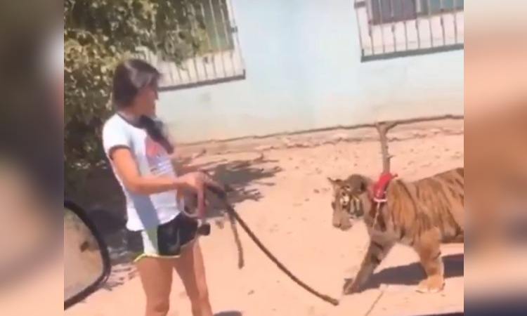 Photo of Tú paseas a tu perro y esta niña en Sinaloa a… ¡su tigre!