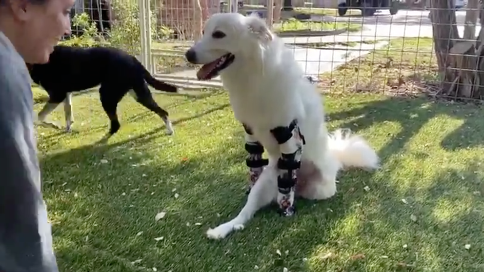 Photo of Gracias a dos prótesis esta perrita sin patas delanteras y con una sola trasera ha vuelto a caminar