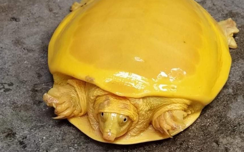 Photo of Hallan increíble ‘tortuga amarilla’ en la India: ¿especie nueva o albina?